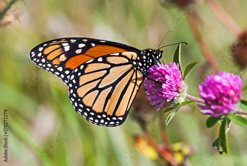 monarch butterfly on flower © Bill