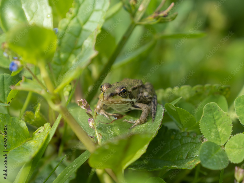 Obraz premium Marsh Frog Sitting on the Edge of a Pond
