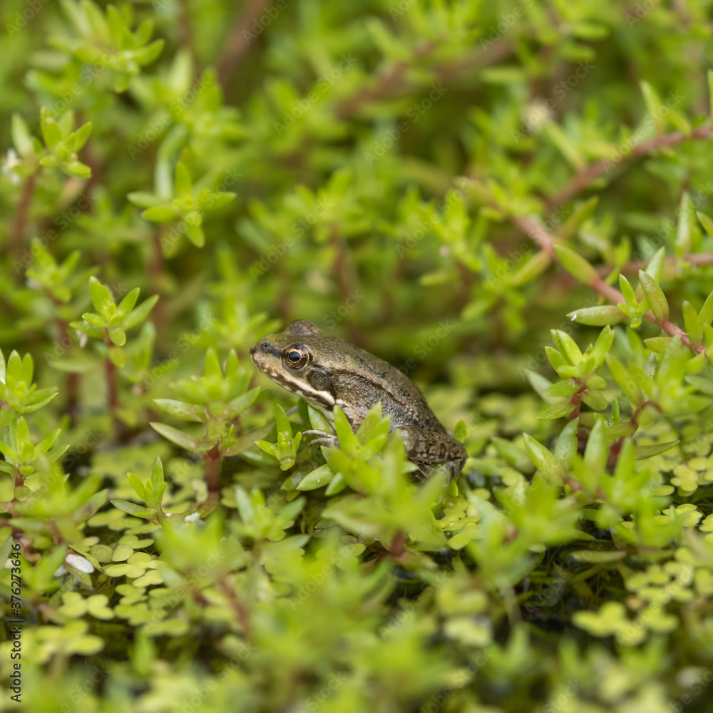 Marsh Frog Sitting on the Edge of a Pond Marsh Frog Sitting on the Edge of a Pond