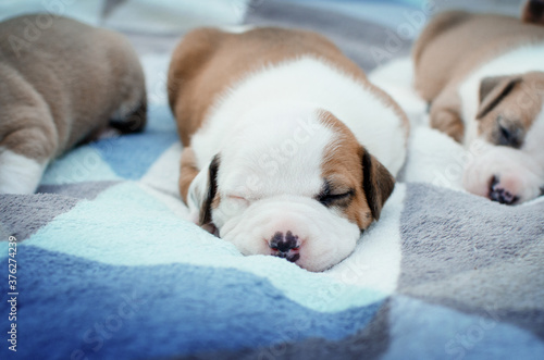 american staffordshire terrier dog cute newborn puppies magical photo babies 