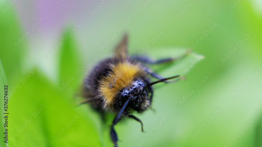 a bumblebee collects nectar on a yellow flower. A hard-working bumblebee works, pollinates flowers a bumblebee collects nectar on a yellow flower. A hard-working bumblebee works, pollinates flowers