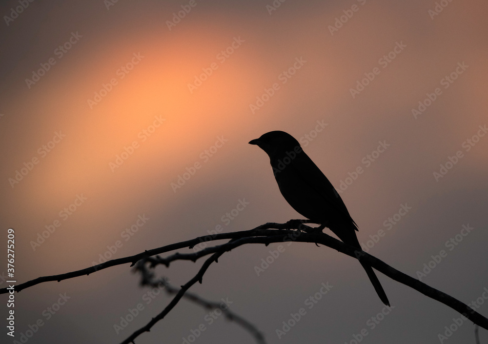 Silhouette of Grey Hypocolius on acacia tree at Hamala, Bahrain Silhouette of Grey Hypocolius on acacia tree at Hamala, Bahrain