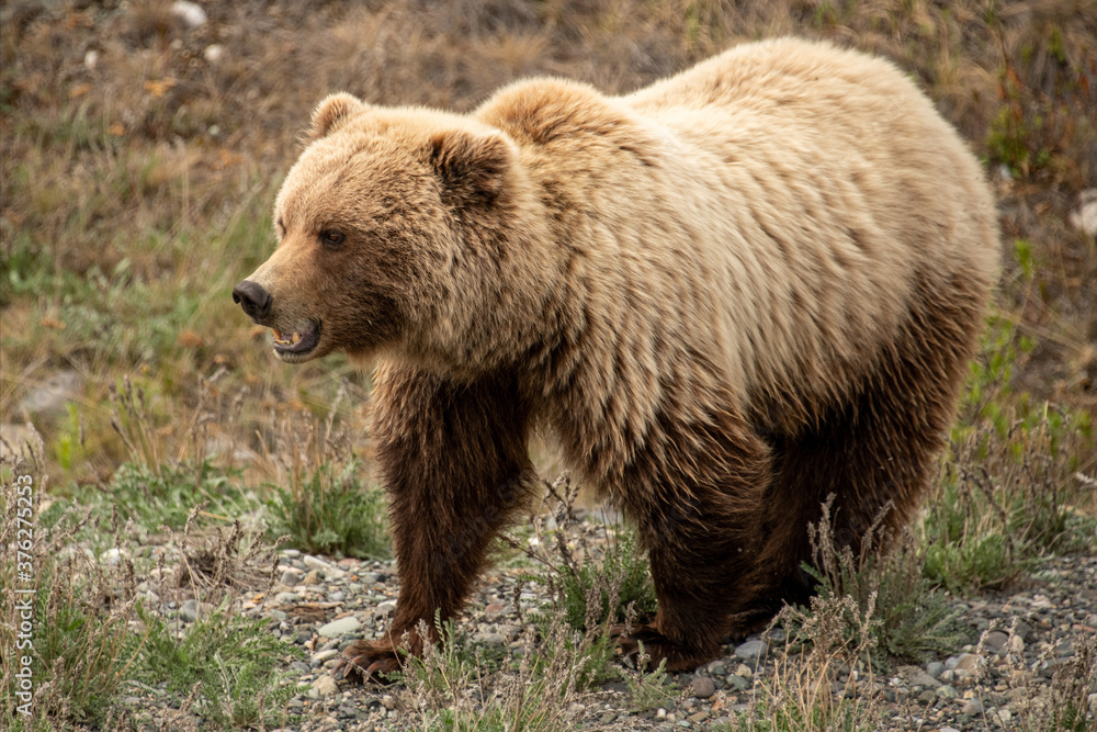 Grizzly Bear seen along the Alaska Highway in Yukon, Canada. Grizzly Bear seen along the Alaska Highway in Yukon, Canada.