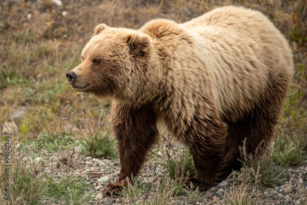 Obraz premium Grizzly Bear seen along the Alaska Highway in Yukon, Canada.