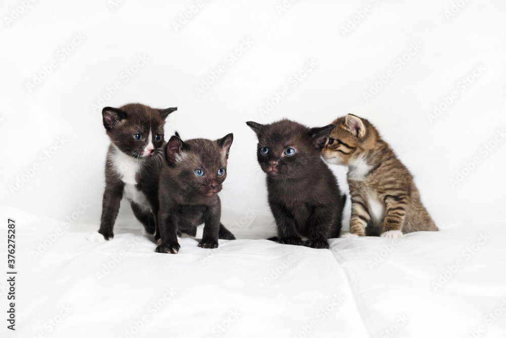 Group of kittens sitting on white sheet background. Group of kittens sitting on white sheet background.