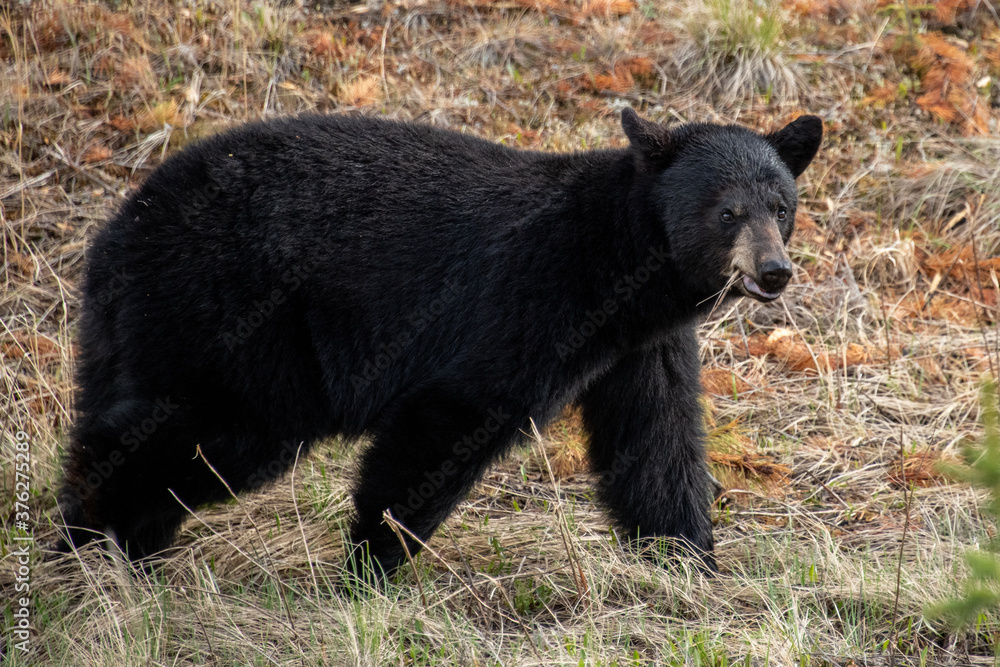 Black Bear seen along the Alaska Highway in Yukon, Canada. Black Bear seen along the Alaska Highway in Yukon, Canada.