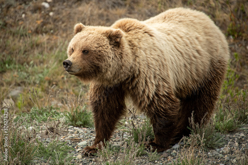 Grizzly Bear seen along the Alaska Highway in Yukon, Canada.