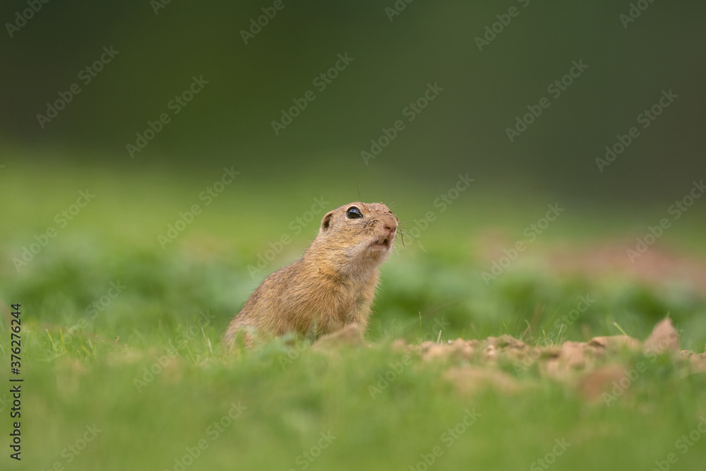 European ground squirrel moving on the meadow. Skillful squirrels. European wildlife nature. Squirrel near the burrow. Hungry squirrel eating near the burrow. European ground squirrel moving on the meadow. Skillful squirrels. European wildlife nature. Squirrel near the burrow. Hungry squirrel eating near the burrow.