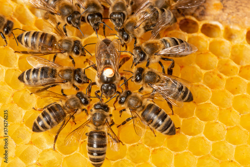 Fotobehang the queen (apis mellifera) marked with dot and bee workers around her - life of