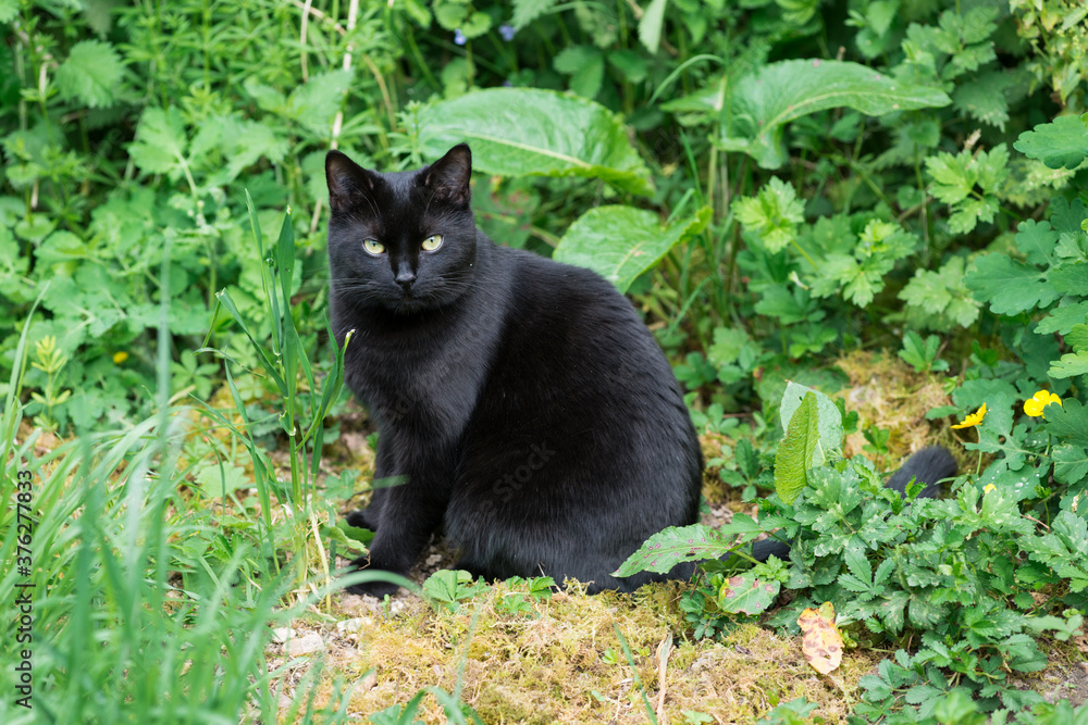 Beau chat noir avec des yeux brillants