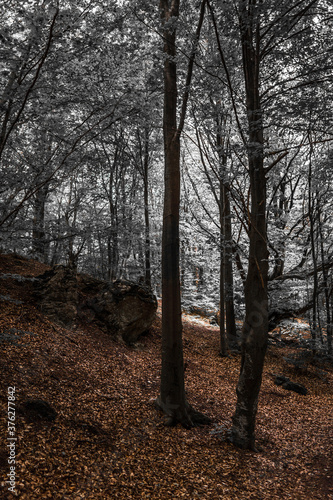 autumn in the woods