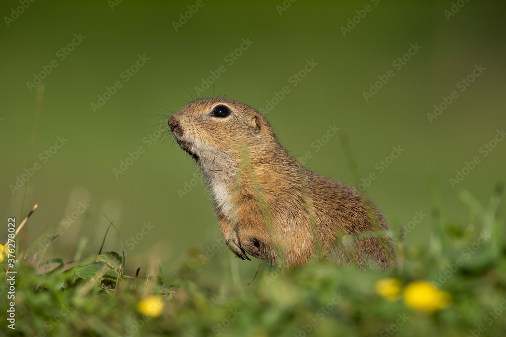 European ground squirrel moving on the meadow. Skillful squirrels. European wildlife nature. Squirrel near the burrow. Hungry squirrel eating near the burrow. European ground squirrel moving on the meadow. Skillful squirrels. European wildlife nature. Squirrel near the burrow. Hungry squirrel eating near the burrow.