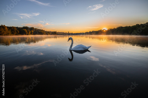 Swan over hazy Lake at Sunrise - calm,peace,morning - Schwan friedlich im dunst der aufgehenden Sonne - ruhig,friedlich  © tom-pic-art