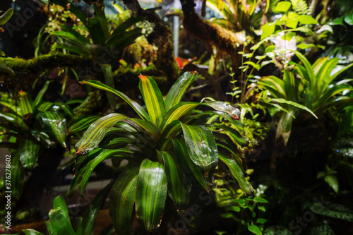 Rainforest model in terrarium glass container