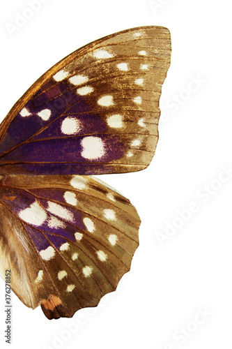 Wings of butterfly isolated on white background, insect concept. Sasakia Charonda butterfly, cropped shot. 