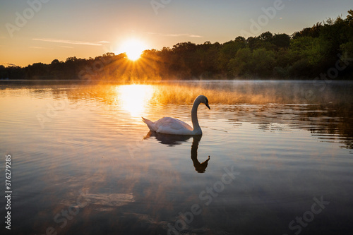 Swan over hazy Lake at Sunrise - calm,peace,morning - Schwan friedlich im dunst der aufgehenden Sonne - ruhig,friedlich © tom-pic-art