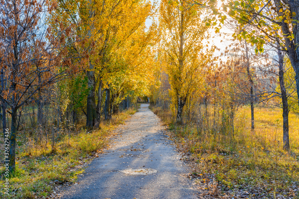 The city street footpath strewn with fallen yellow, orange and red leaves in autumn.