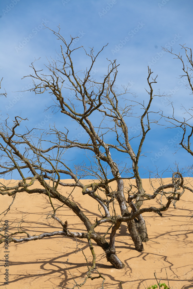 Dead Trees Dead Trees