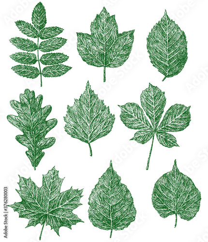 Vector image of set drawn leaves of various deciduous trees © Amili