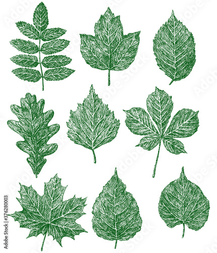Vector image of set drawn leaves of various deciduous trees