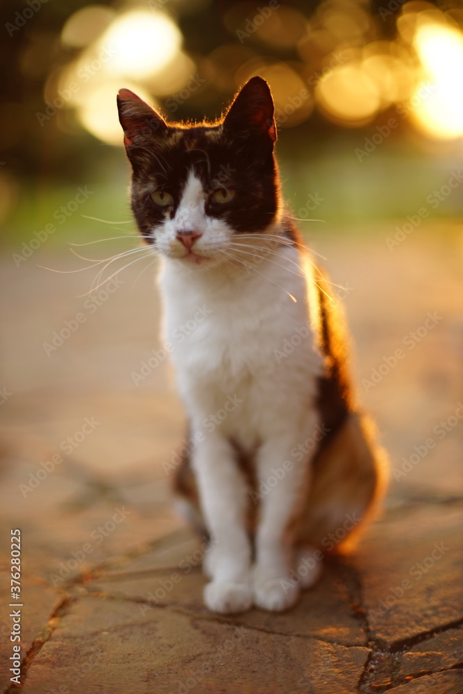 Tricolor kitty sitting in the garden on the old stone floor.