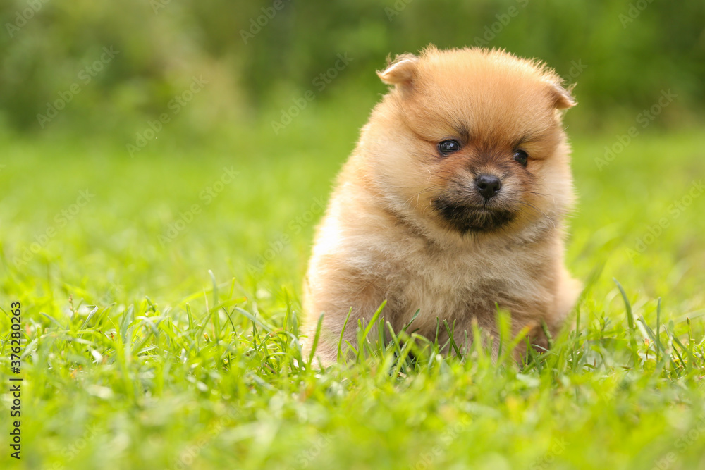 spitz puppy is on grass at sunny day