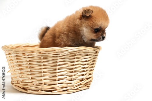 spitz puppy is in wicker basket on white background © Петр Смагин