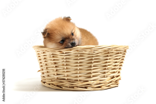 spitz puppy is in wicker basket on white background