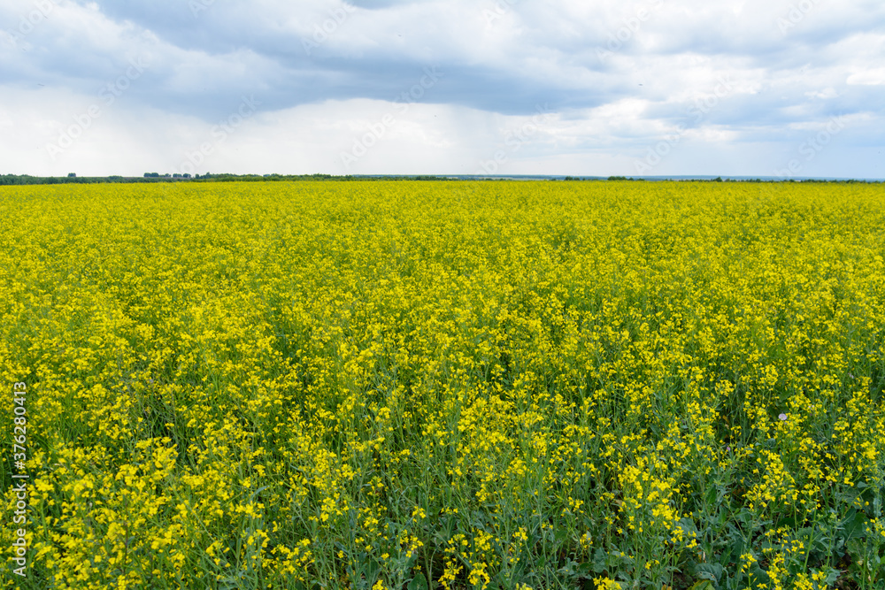 Obraz premium Rapeseed field in the rainy day, Blooming canola flowers panorama. Rape on the field in summer at cloudy.