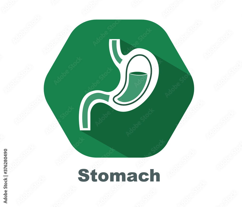 Human stomach anatomy flat vector, icon.
