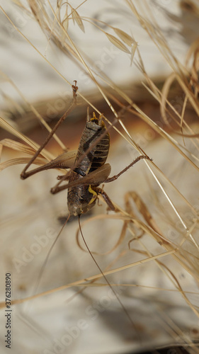 close up of a grasshopper