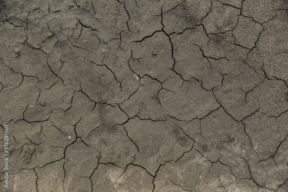Fototapeta premium texture of dry cracked ground