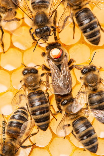 the queen (apis mellifera) marked with dot is laying eggs and bee workers around her - bee colony life
