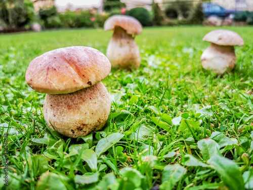 Three wild boletus mushrooms growing in the meadow