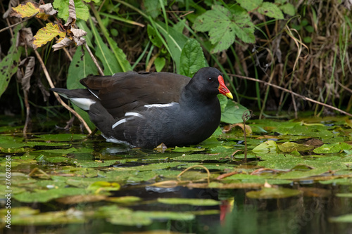 Moorhen (Gallinula chloropus) in luscious foliage at the edge of a disused canal