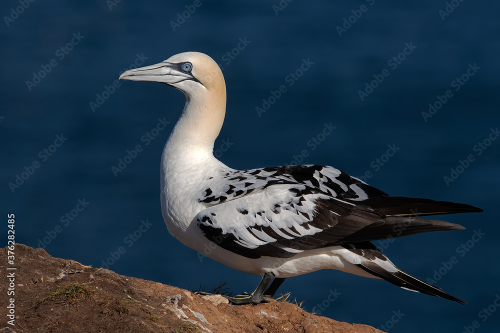 Fototapeta premium Northern Gannet (Morus bassanus) on the cliffs of Bempton