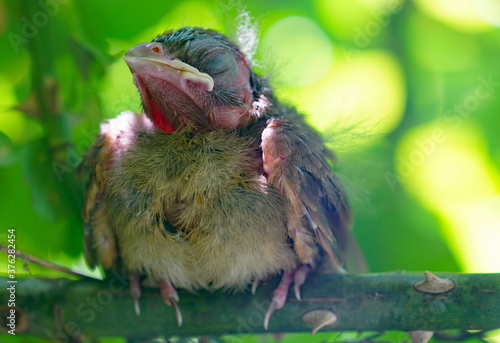 Foto A fledgling Northern Cardinal chick bird standing by the nest