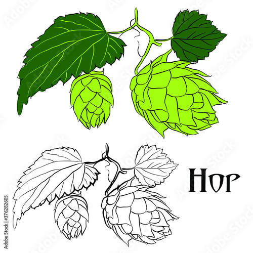 Vector illustration of green plant hops.