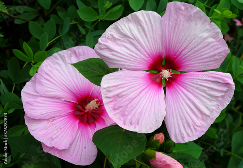Giant dinner plate perennial hibiscus rose mallow flower photo