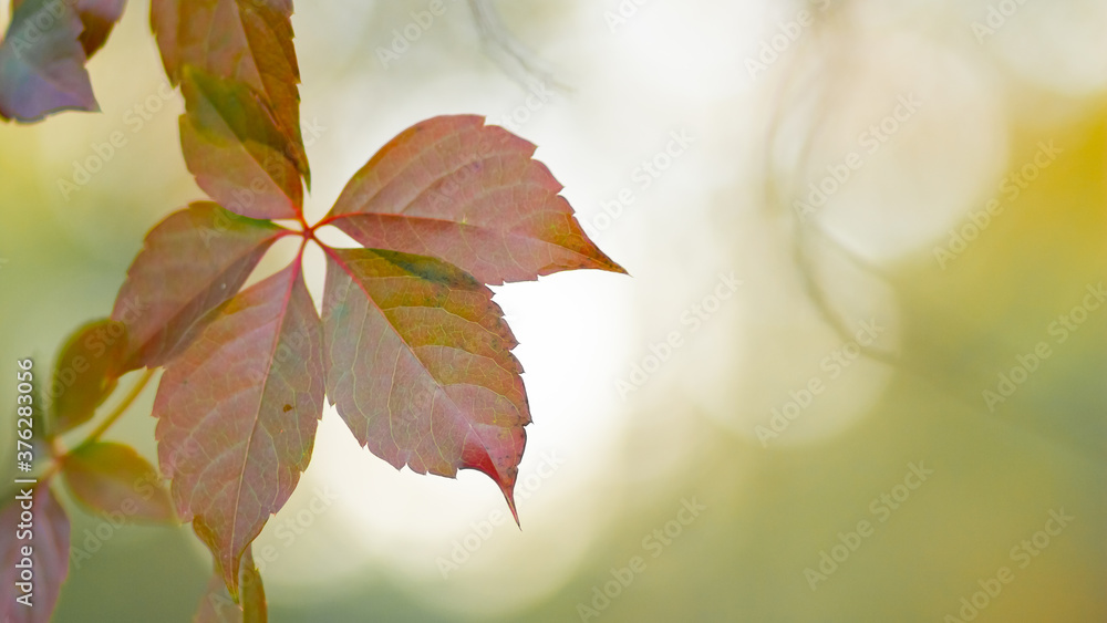 Autumn collection. Red-orange leaf of wild grapes. Red leaves of maiden grapes on a blurred background. Copy space Autumn collection. Red-orange leaf of wild grapes. Red leaves of maiden grapes on a blurred background. Copy space