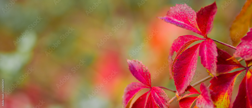 Autumn collection. Red-orange leaf of wild grapes. Red leaves of maiden grapes on a blurred background. Copy space