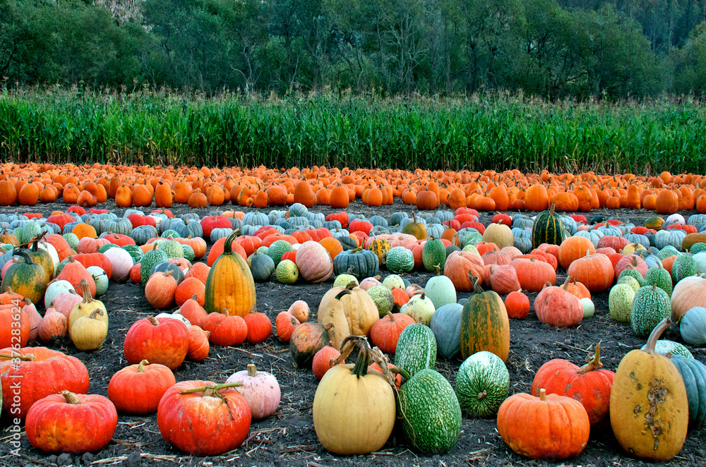 Colorful pumpkins & gourds of all shapes & sizes are displayed in field,  Half Moon Bay, CA. Traditional jack-o'-lantern pumpkins in background,  unusual colored gourds & pumpkins in foreground Stock Photo |