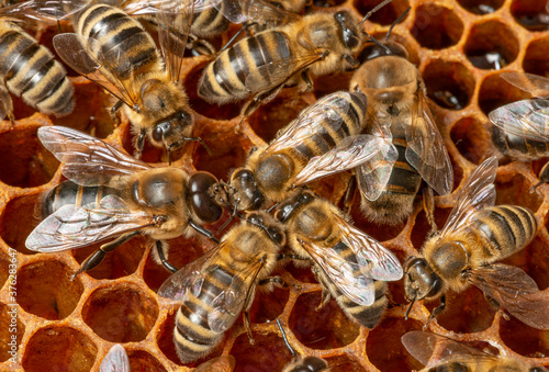 big drone bees (male honey bee) and bee workers © Vera Kuttelvaserova