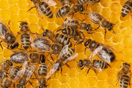 Fototapeta Naklejka Na Ścianę i Meble -  big drone bees (male honey bee) and bee workers