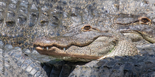 Close up of the toothy smile of one american alligator, camouflaged among many gray, gnarly, textured bodies of multiple gators, in Florida, USA