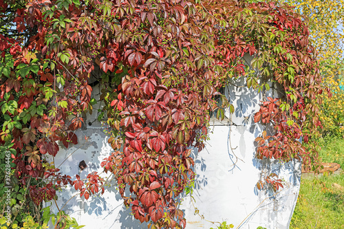 decorative maiden grapes on the wall of the house