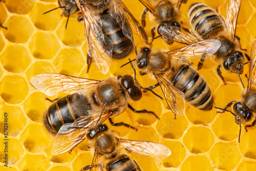 Obraz na płótnie bees and bee drones close up on bee frame