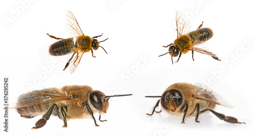 big drone bees (male honey bee) isolated on white - collection © Vera Kuttelvaserova