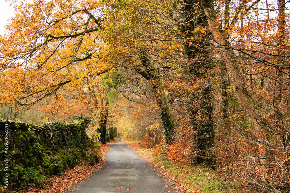 Obraz premium Bog Lane