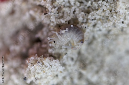 A sand hopper arthropod  Talitrus saltator